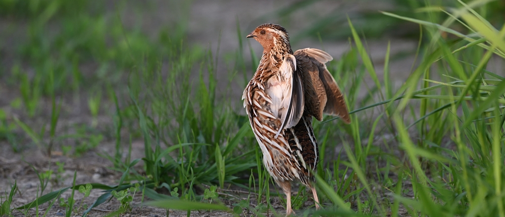 鳥類