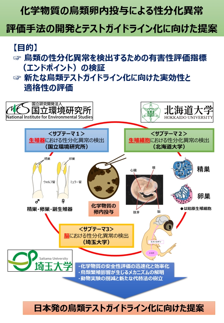 化学物質の鳥類卵内投与による性分化異常 評価手法の開発とテストガイドライン化に向けた提案