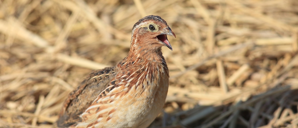 鳥類